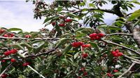 還在感慨櫻桃好吃樹難栽？用它！保你櫻桃好吃又好賣！