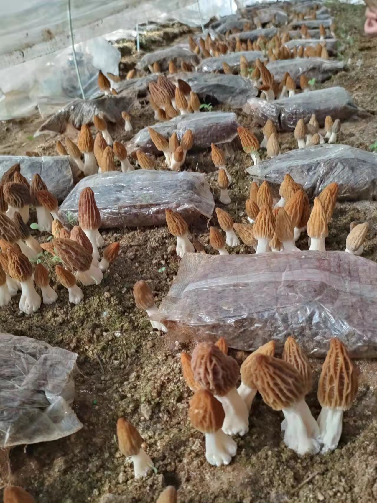 羊肚菌連作障礙